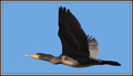 Kormoran2025