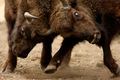 fight