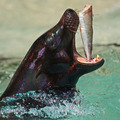 klopica 13