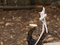 Skulptura-djel…