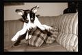 super dog