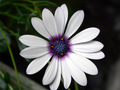 Alpska margari…