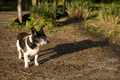 long shadow