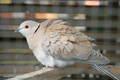 pitoma grlica