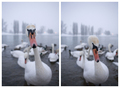 yeslittleduck &hellip;