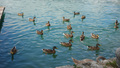 duck s party