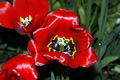 tulipan