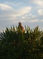 buzzard