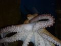 hobotnica