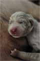 Baloo