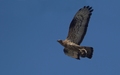 škanjac osaš- &hellip;