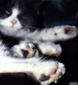 cool Neelix