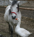 ljubav