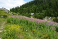 Kućica u cvije…