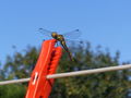Fly