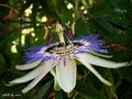 ...passiflora.&hellip;