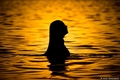 Girl in water &hellip;