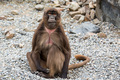 Gelada/Chelada&hellip;