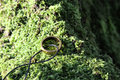 Three Rings fo…